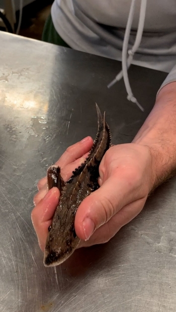 TWRA biologist holding Juvenile Lake Sturgeon