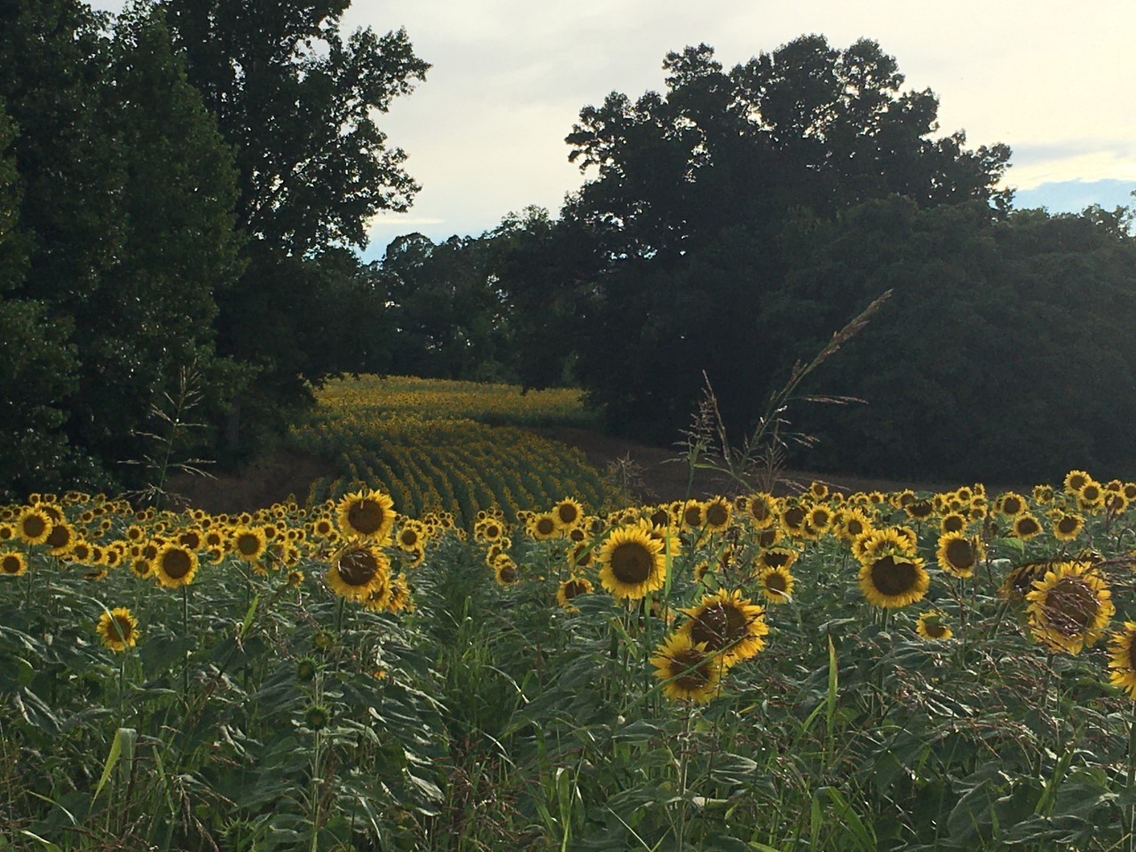 Buffalo Springs Sunflowers