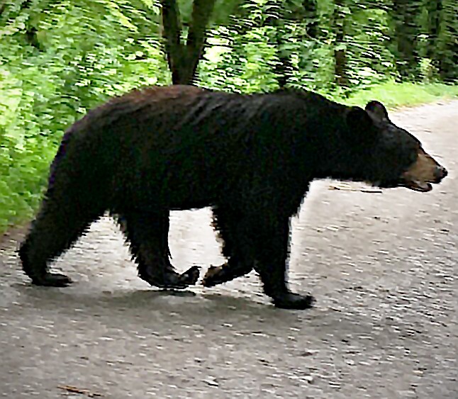 Foothills WMA Bear