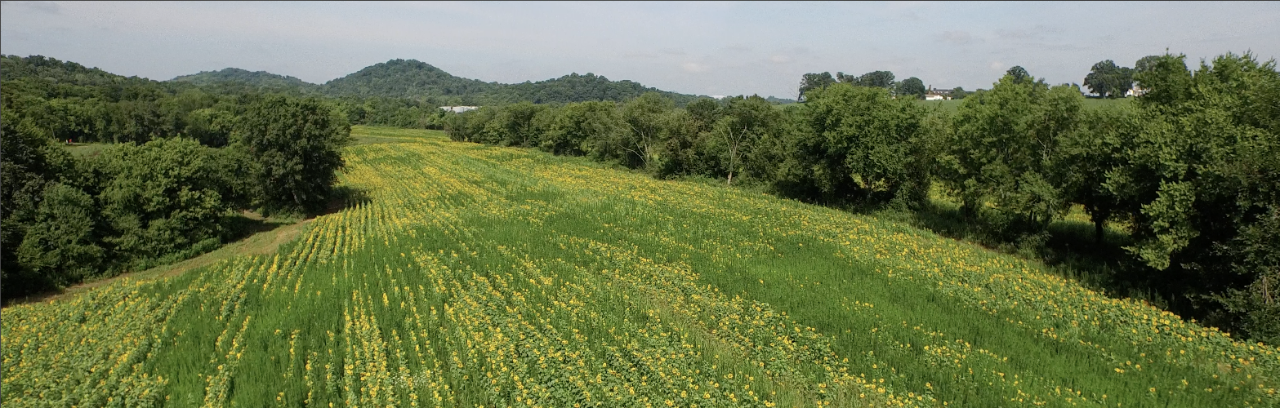 Forks of the River WMA
