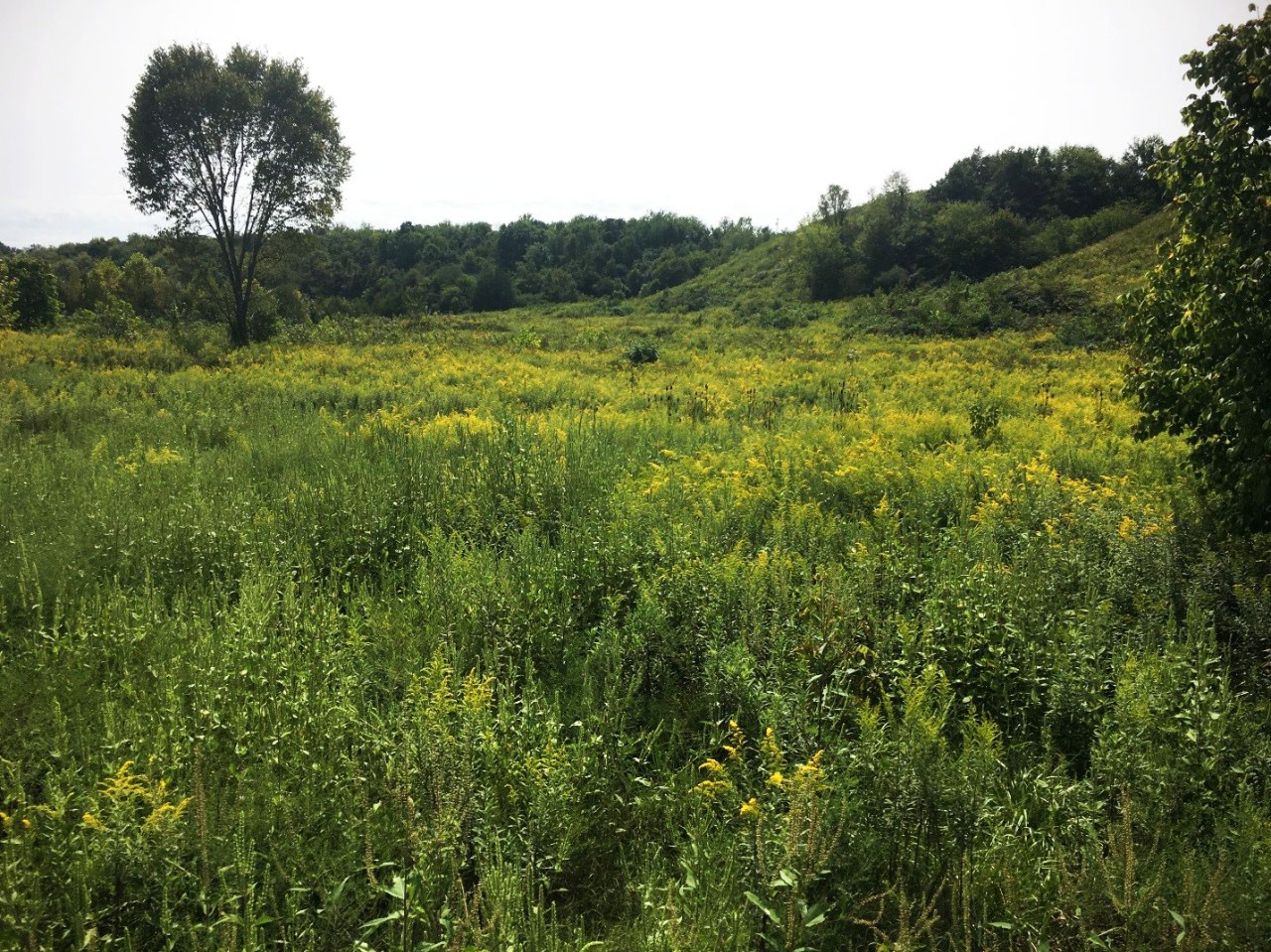 Lick Creek Bottoms WMA