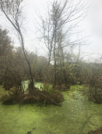 Shelton Ferry WMA