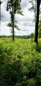 Chickasaw State Forest