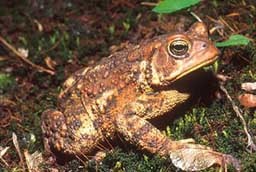 Toad