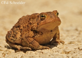 American Toad