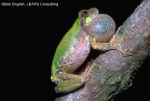 Bird-voiced Treefrog