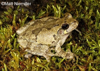 Copes Gray Treefrog