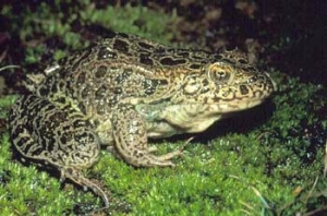 Crawfish Toad