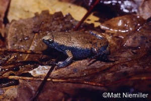 Easthern Narrow Mouth Toad
