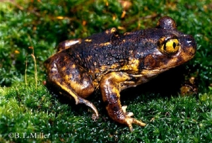 Eastern Spadefoot Frog