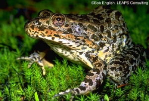 Gopher Frog Gopher Frog, small dark frog on tree