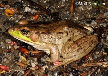 Green Frog