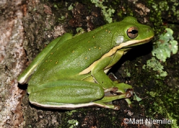 Green Treefrog