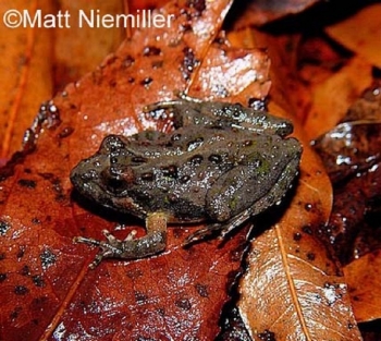 Northern Cricket Frog