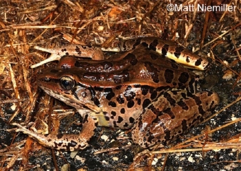 Pickerel Frog on the ground