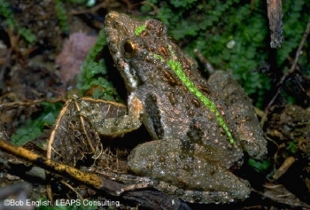 Southern Cricket Frog