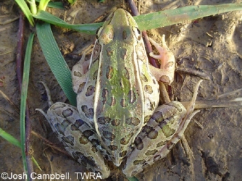 Southern Leopard Frog