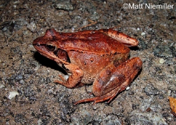 Wood Frog, brown frog on gavel