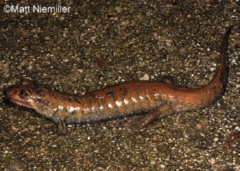 Black Bellied Salamander on brown gravel