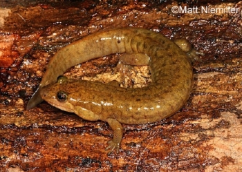 Black Mountain Salamander on tree bark
