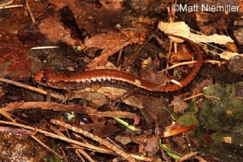 Blue Ridge Dusky Salamander on brown leaves