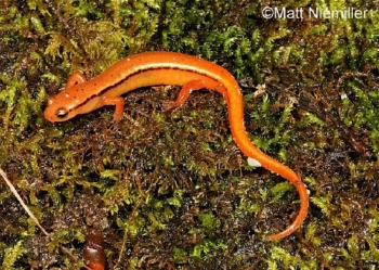 Blue Ridge Two-lined Salamander