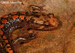 Carolina Mountain Dusky Salamander