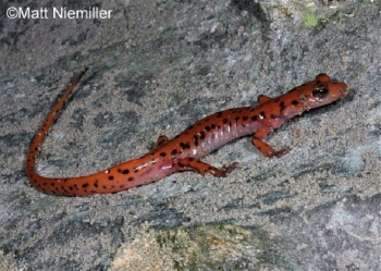 Cave Salamander