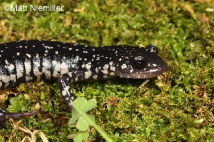 Cumberland Plateau Salamander