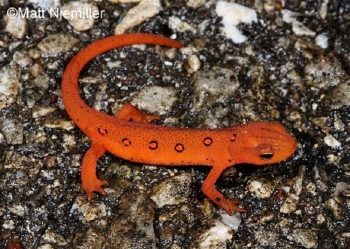 Eastern Newt, orange newt with red spots on back