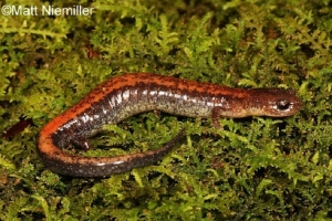 Eastern Red Backed Salamander
