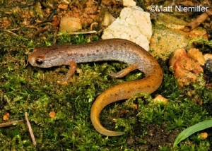 Four Toed Salamander