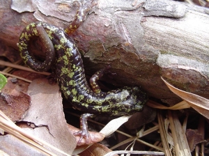 Green Salamander