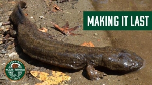 Hellbender on rock