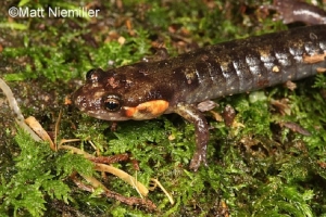 Imitator Salamander, Brown salamander with orange cheek patches