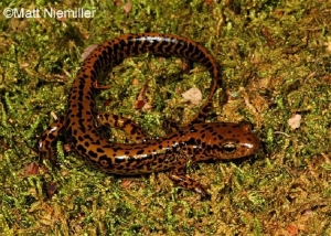 Long-tailed Salamander, brown with black spots.