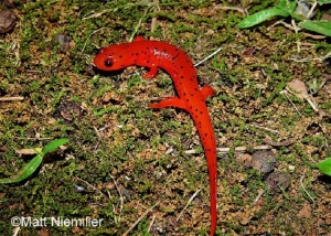 Midland mud Salamander. Red salamander with black spots. Photo Credit: Matt Niemiller.