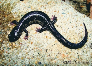 Mississippi Slimy Salamander