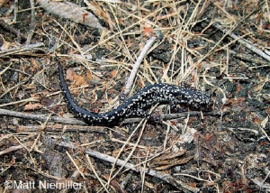 Mississippi Slimy Salamander, black with white spots, on ground. Photo Credit: Matt Niemiller.