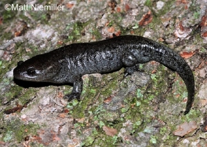Mole Salamander, solid black salamander on grey mossy rock. Photo Credit: Matt Niemiller.