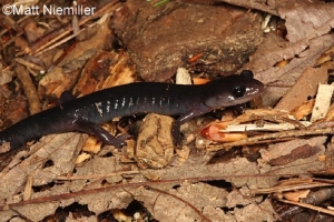 Northern Gray Cheeked Salamander, black salamander on brown leaf. Photo Credit: Matt Niemiller.