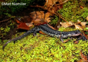 Northern Slimy Salamander, black with white underbelly, on green moss. Photo Credit: Matt Niemiller.