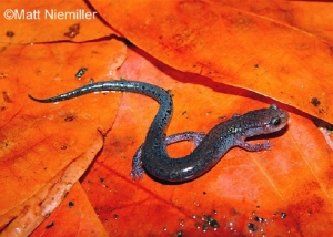 Northern Zigzag Salamander, Grey salamander on orange leaves. Photo Credit: Matt Niemiller.