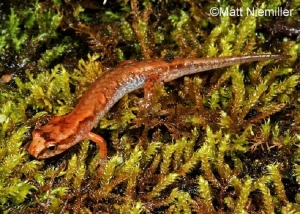 Pygmy Salamander, small orange salamander, on green moss. Photo Credit: Matt Niemiller.