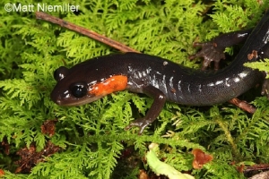 Red Cheeked Salamander, brown salamander with orange cheeks on green moss. Photo Credit: Matt Niemiller.