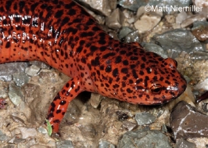 Red Salamander, Orange black spotted salamander on rocks. Photo Credit: Matt Niemiller.