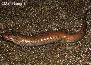 Santeetlah Dusky Salamander, brown salamander on gravel. Photo Credit: Matt Niemiller.