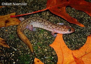 Seal Salamander, grey salamander with brown spots on pavement. Photo Credit: Matt Niemiller.