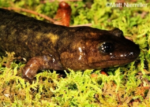 Shovel Nosed Salamander, small brown salamander on green moss. Photo Credit: Matt Niemiller.