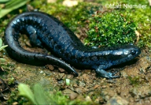 Small Mouth salamander, small black salamander on green grass. Photo Credit: Matt Niemiller.